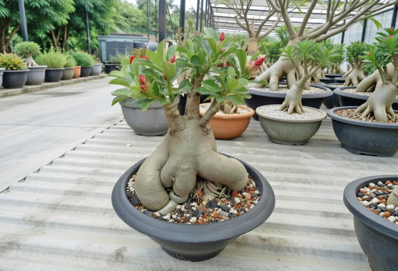 象牙宫